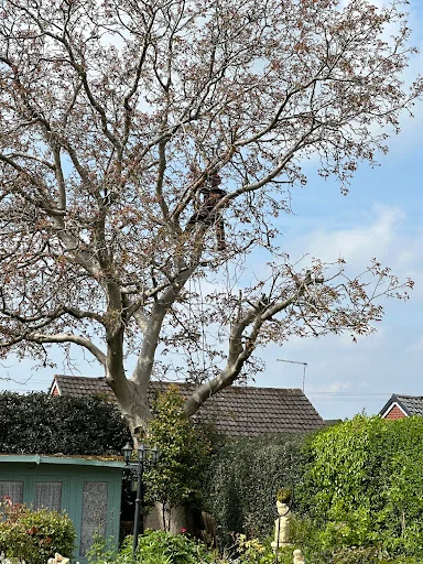 Goodall Tree Services photo 2
