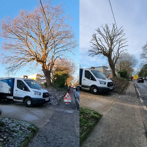 Chelmsford Tree Services photo 4