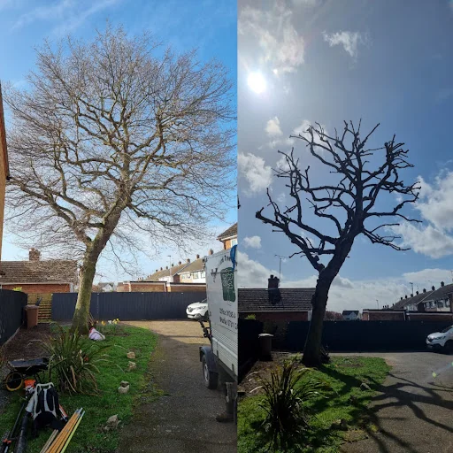 Chelmsford Tree Services photo 5