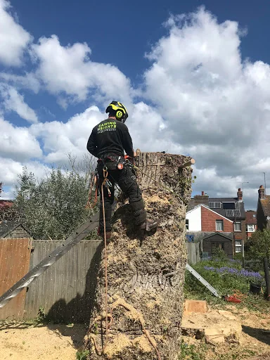 Sawing Heights Tree Surgery photo 1