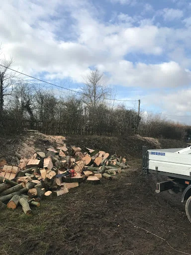 Sawing Heights Tree Surgery photo 2