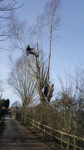 Sawing Heights Tree Surgery photo 3