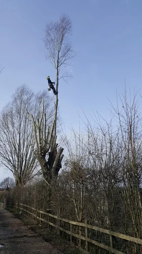 Sawing Heights Tree Surgery photo 4