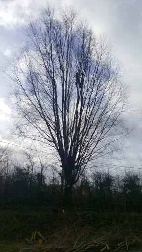 Sawing Heights Tree Surgery photo 5