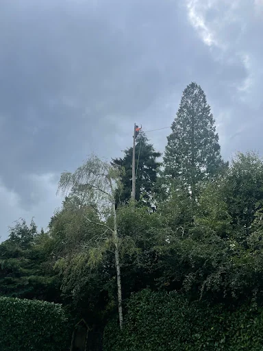 Jones Tree Specialists photo 1