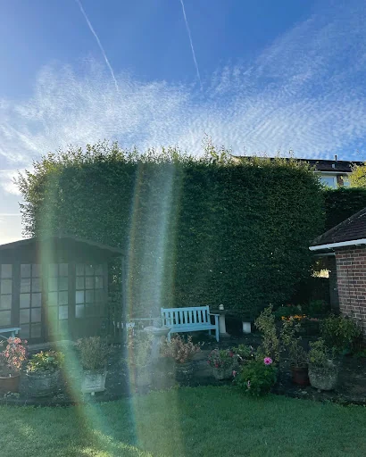 Jones Tree Specialists photo 4