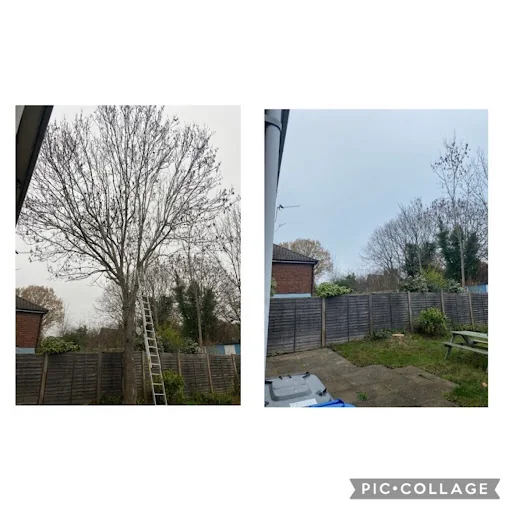 Jones Tree Specialists photo 5