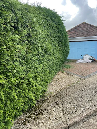 Jones Tree Specialists photo 6