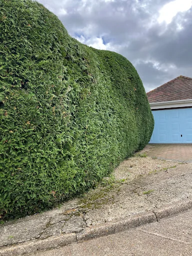 Jones Tree Specialists photo 7