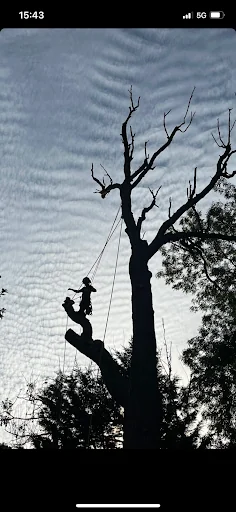 Jones Tree Specialists photo 8