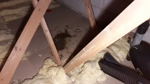 The Pest Controller photo 3