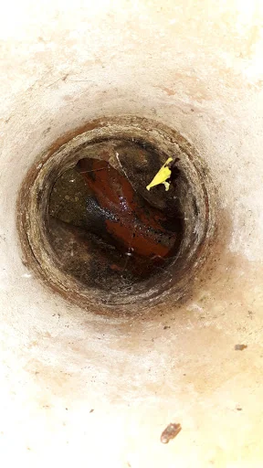 The Pest Controller photo 5