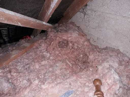 The Pest Controller photo 6