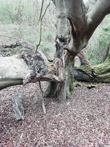 Toby Stone Tree Surgeon Ltd photo 4