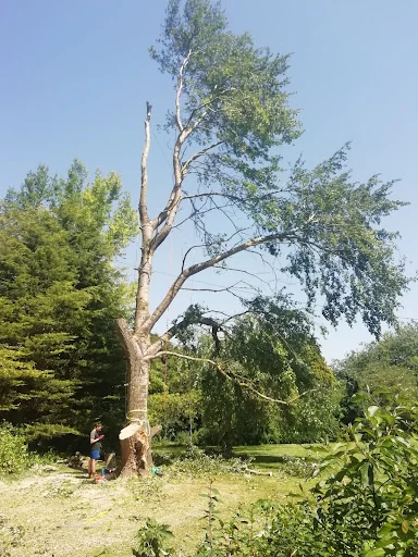 Toby Stone Tree Surgeon Ltd photo 7