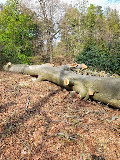 Toby Stone Tree Surgeon Ltd photo 8