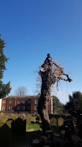 Expert Tree Services Ltd photo 1
