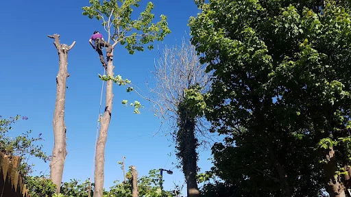 Expert Tree Services Ltd photo 3