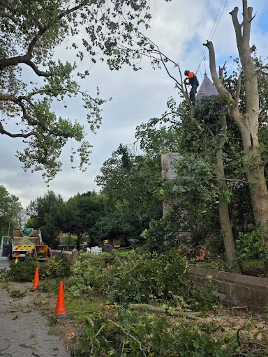 Expert Tree Services Ltd photo 8