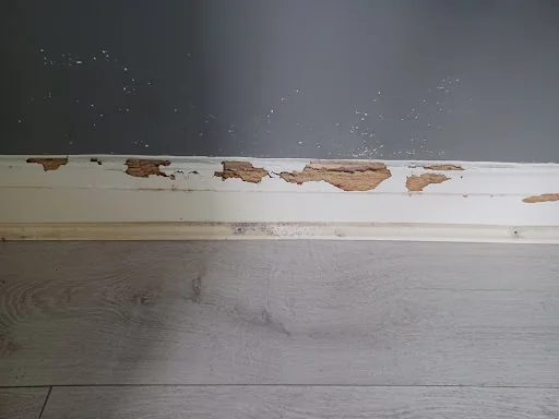 Damp Proofing 2010 photo 1