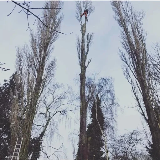 Tree Ninjas photo 2