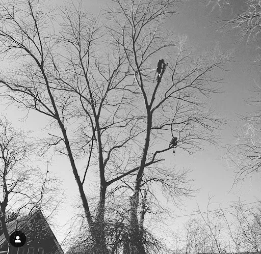 Tree Ninjas photo 6