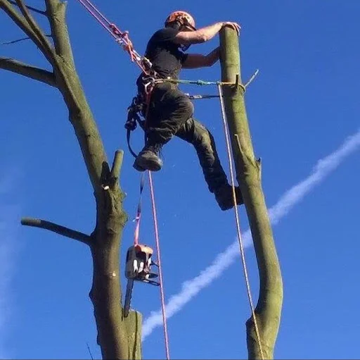 Tree Ninjas photo 8