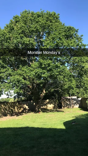 DB Garden and Tree Care Ltd photo 1