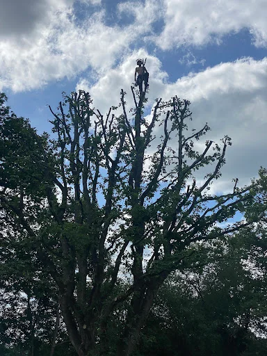 DB Garden and Tree Care Ltd photo 2