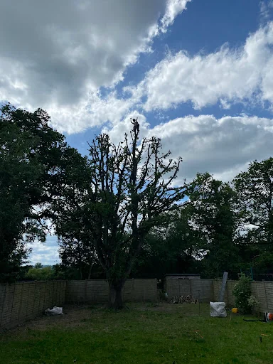DB Garden and Tree Care Ltd photo 3