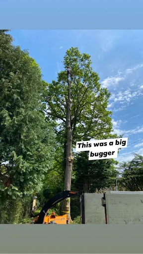 DB Garden and Tree Care Ltd photo 4