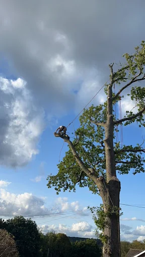 DB Garden and Tree Care Ltd photo 6