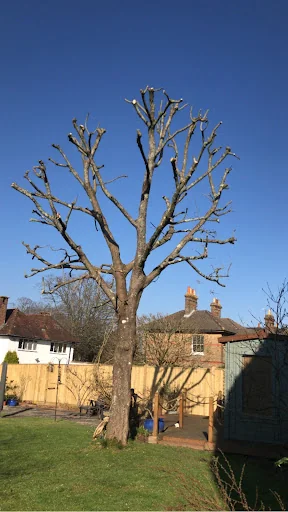 DB Garden and Tree Care Ltd photo 7