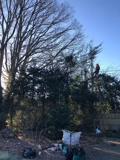 DB Garden and Tree Care Ltd photo 8