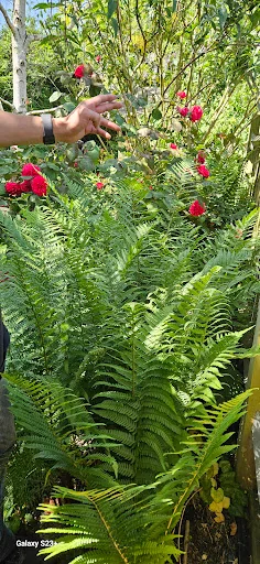 SS.Gardens Ltd photo 2