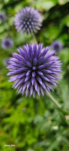 SS.Gardens Ltd photo 8