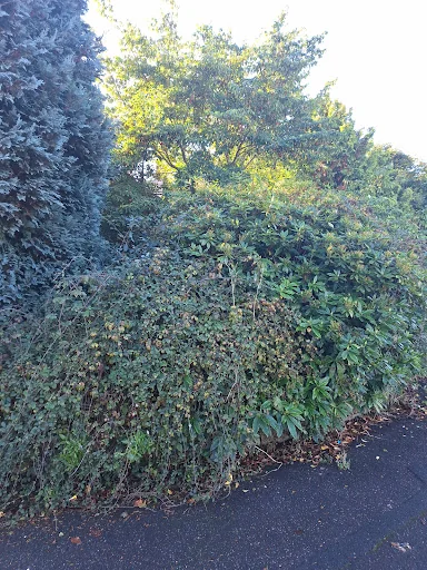 J &amp; P Rubbish Clearance photo 5