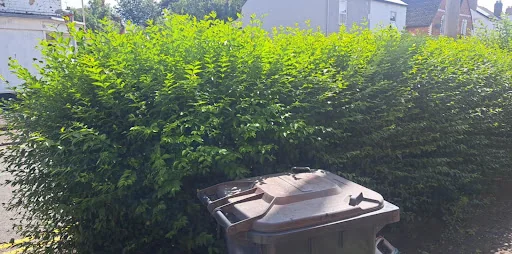 Sunset Garden Services photo 3