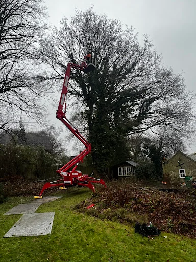Thames Valley Arborists Limited photo 2