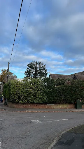 Thames Valley Arborists Limited photo 3