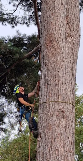 Thames Valley Arborists Limited photo 5