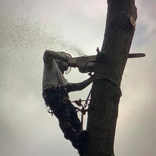 Thames Valley Arborists Limited photo 6