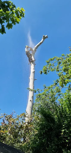 Thames Valley Arborists Limited photo 7