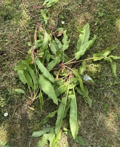 Clear Cut Gardens photo 3