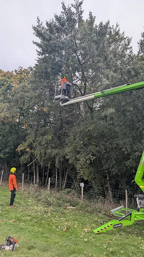 South East Tree works photo 3
