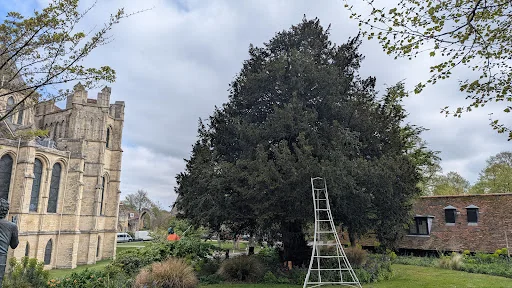 South East Tree works photo 7