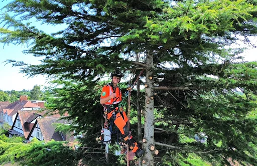 Fernoak Tree Surgeons Ltd photo 1