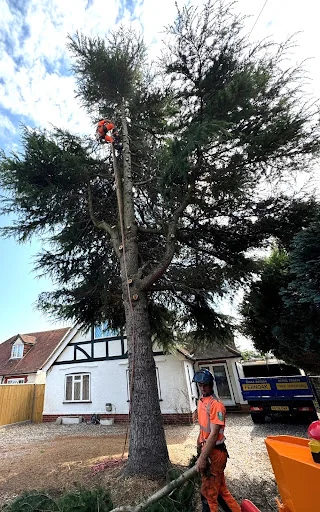 Fernoak Tree Surgeons Ltd photo 2