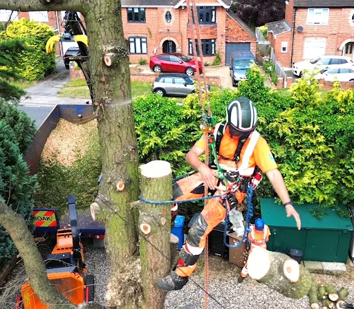 Fernoak Tree Surgeons Ltd photo 3