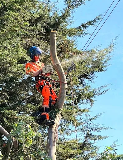 Fernoak Tree Surgeons Ltd photo 4